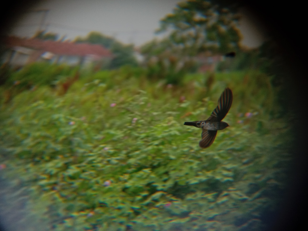 Cave Swiftlet (Collocalia linchi)