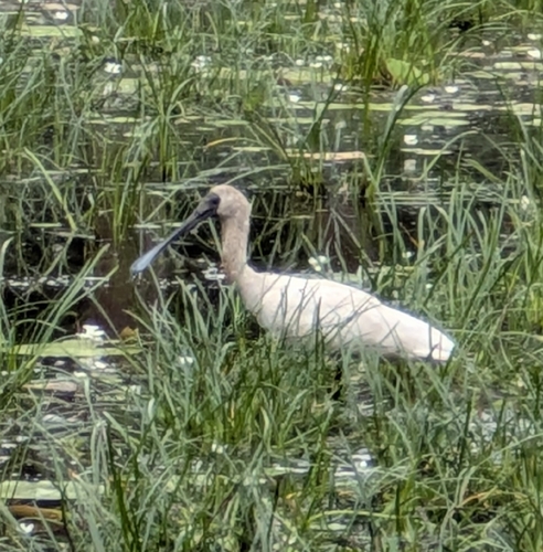 Royal Spoonbill (Platalea regia), photo 6