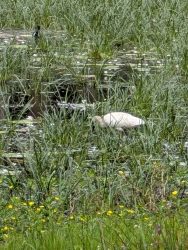 Royal Spoonbill (Platalea regia), photo 7