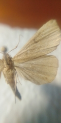 Zanclognatha lunalis