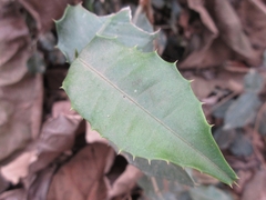 Streblus ilicifolius