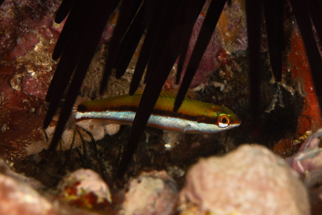 Blue-fin wrasse (Thalassoma lutescens) — Labridae