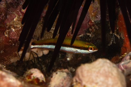 Blue-fin wrasse (Thalassoma lutescens) — Labridae