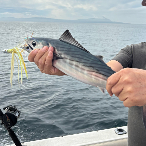 Bonito (Sarda chiliensis) — Scombridae — 3