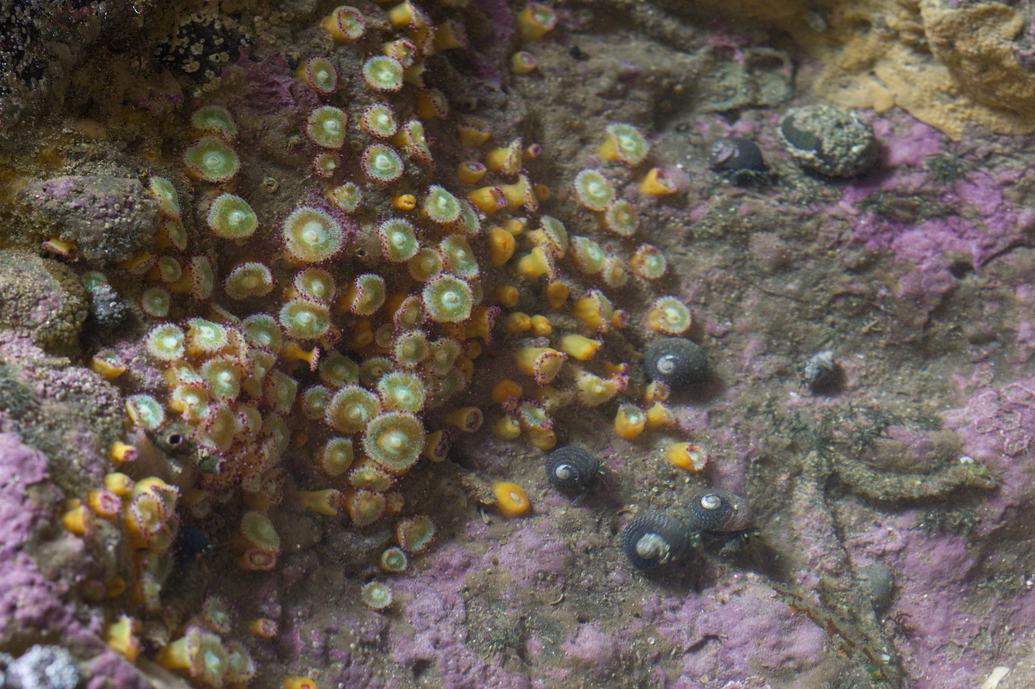 Corynactis australis Haddon & Duerden, 1896