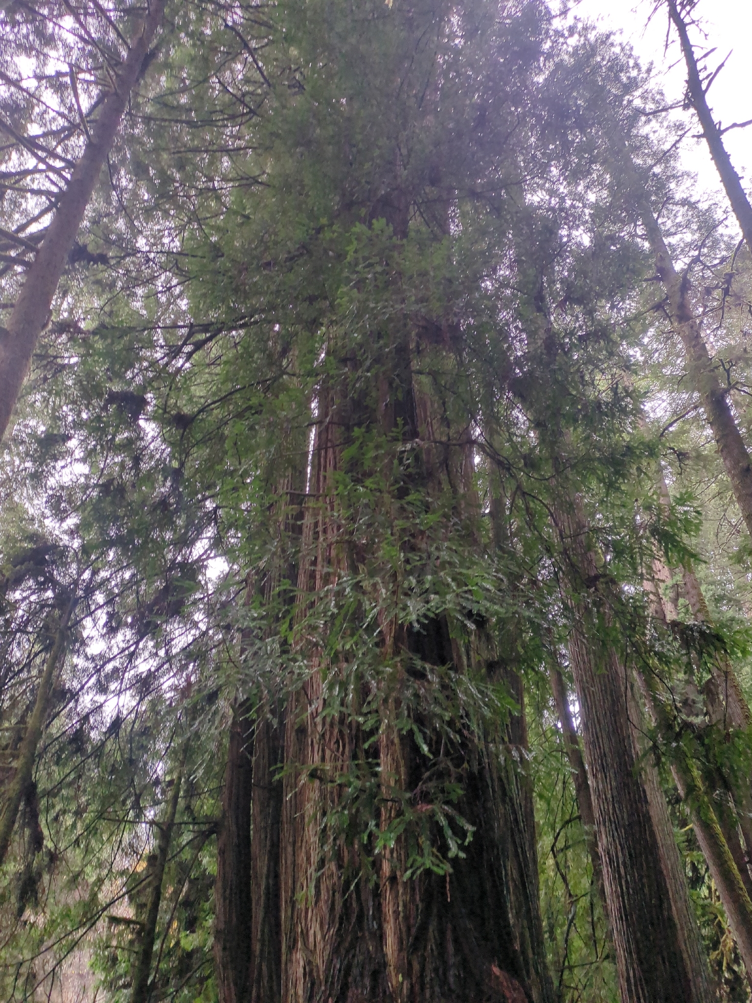 Imagem de sequoia