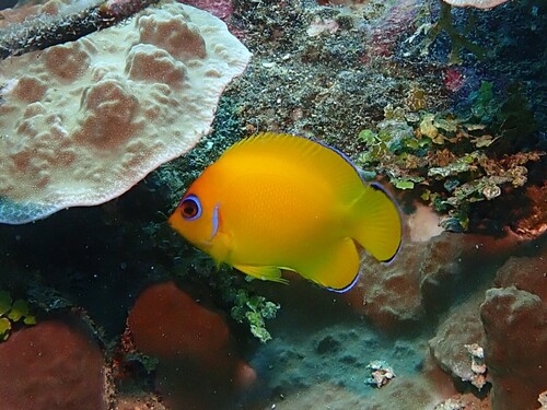 Lemon peel (Centropyge flavissima) — Pomacanthidae