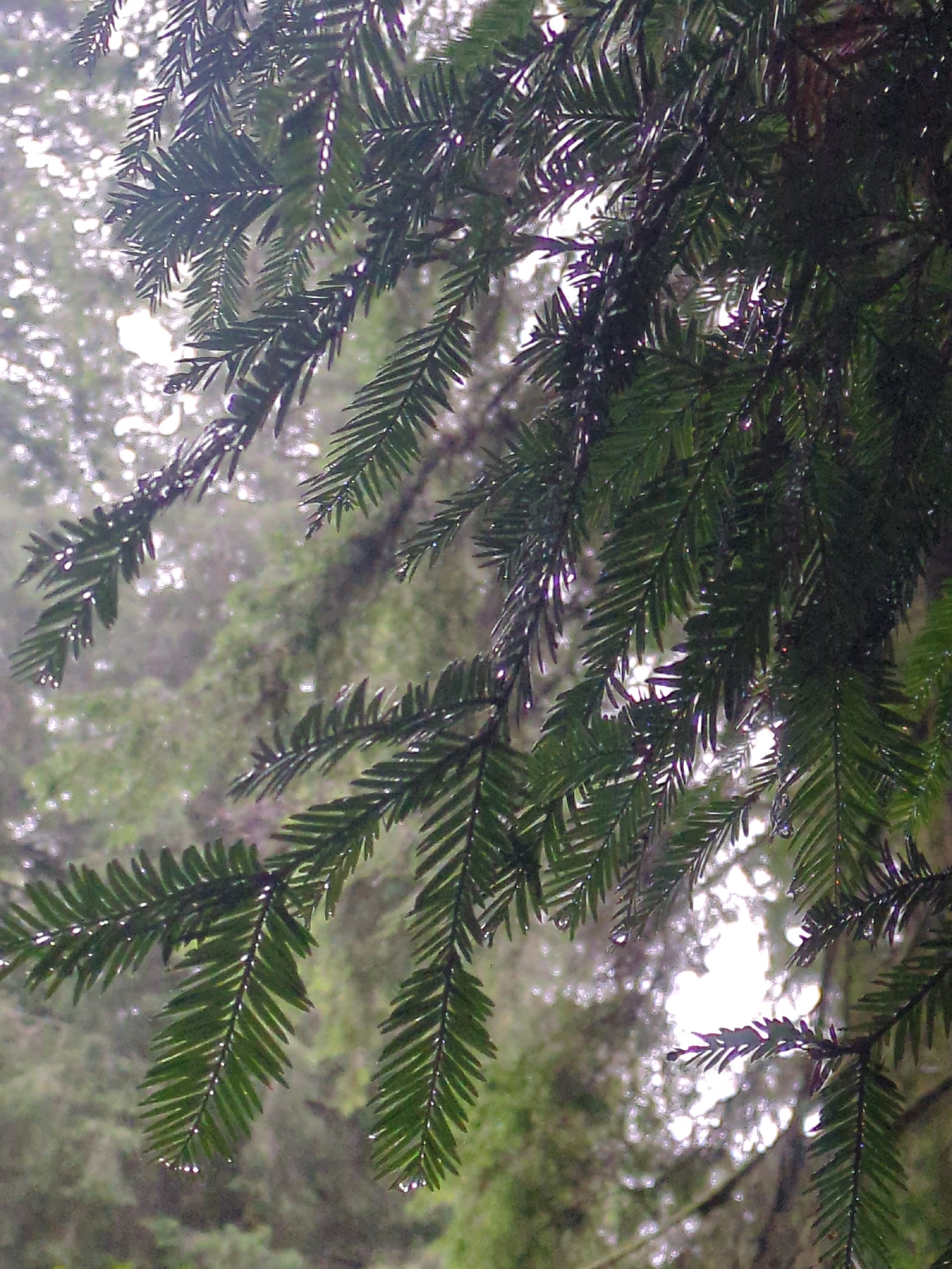 Imagem de sequoia