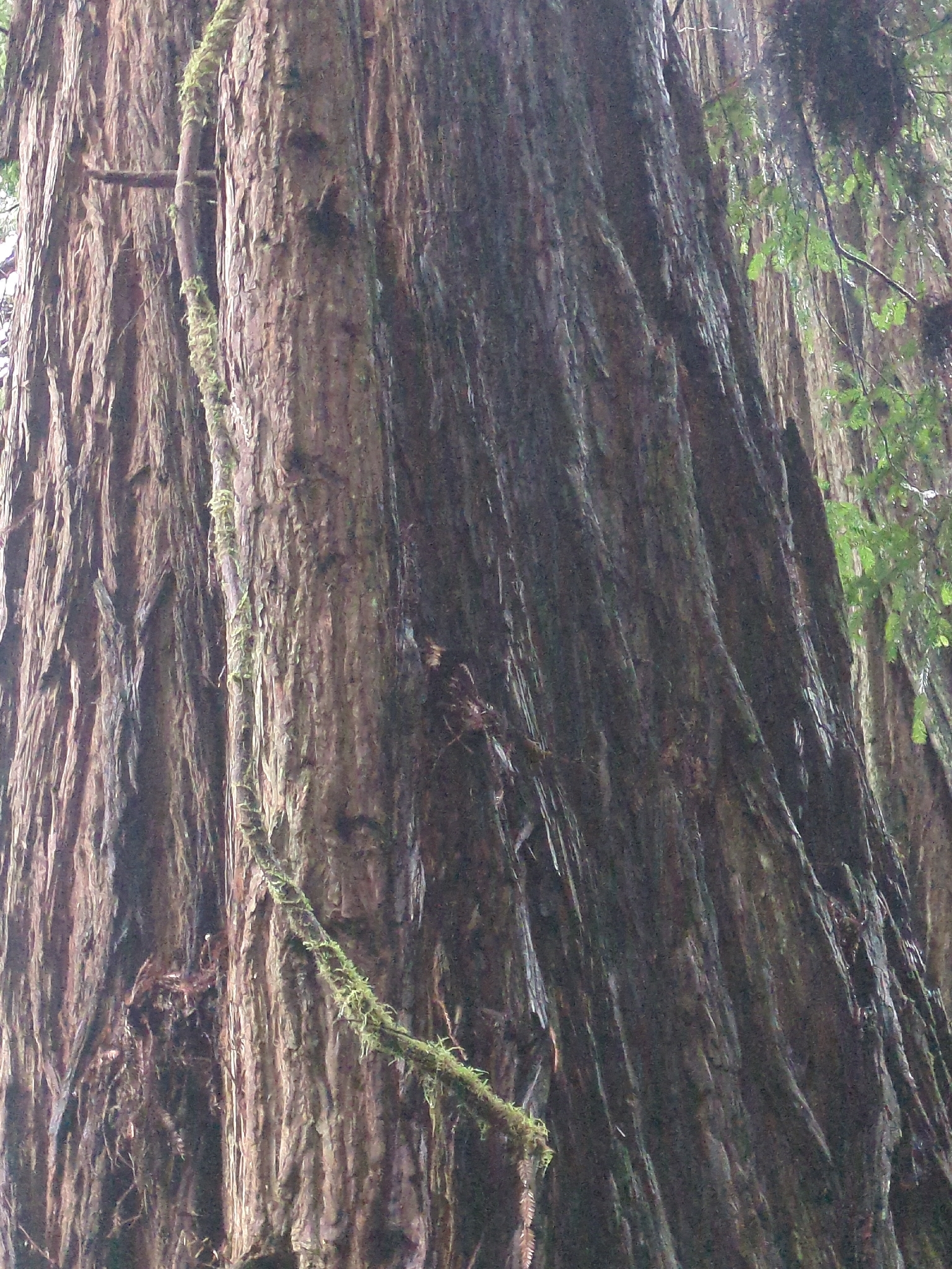 Imagem de sequoia