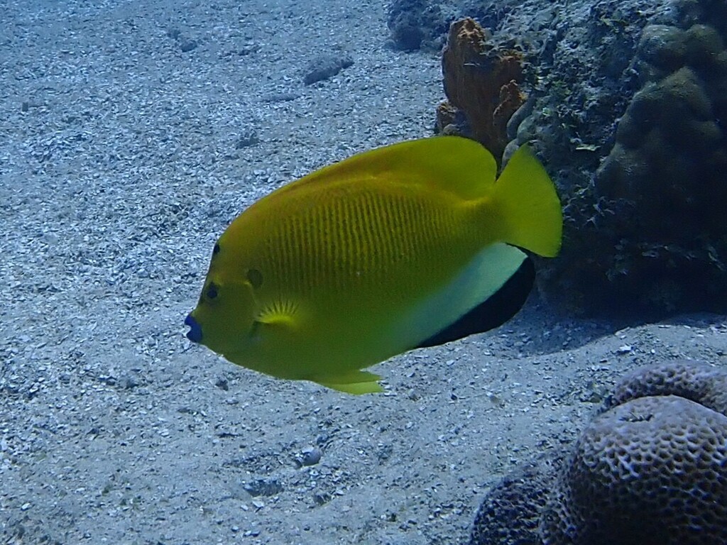 Angelfish (Apolemichthys trimaculatus) — Pomacanthidae