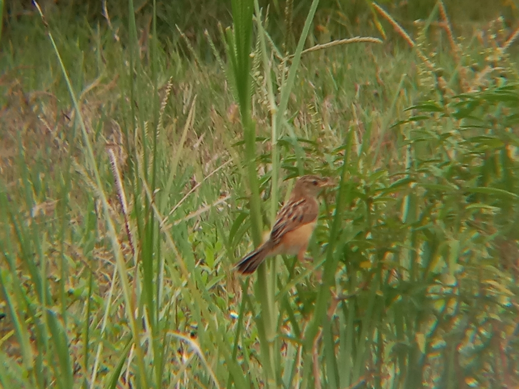 Cici padi (Cisticola juncidis)