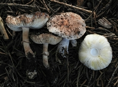 Leucoagaricus cupresseus
