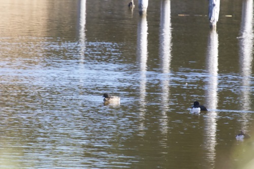 Tufted Duck (Aythya fuligula), photo 4
