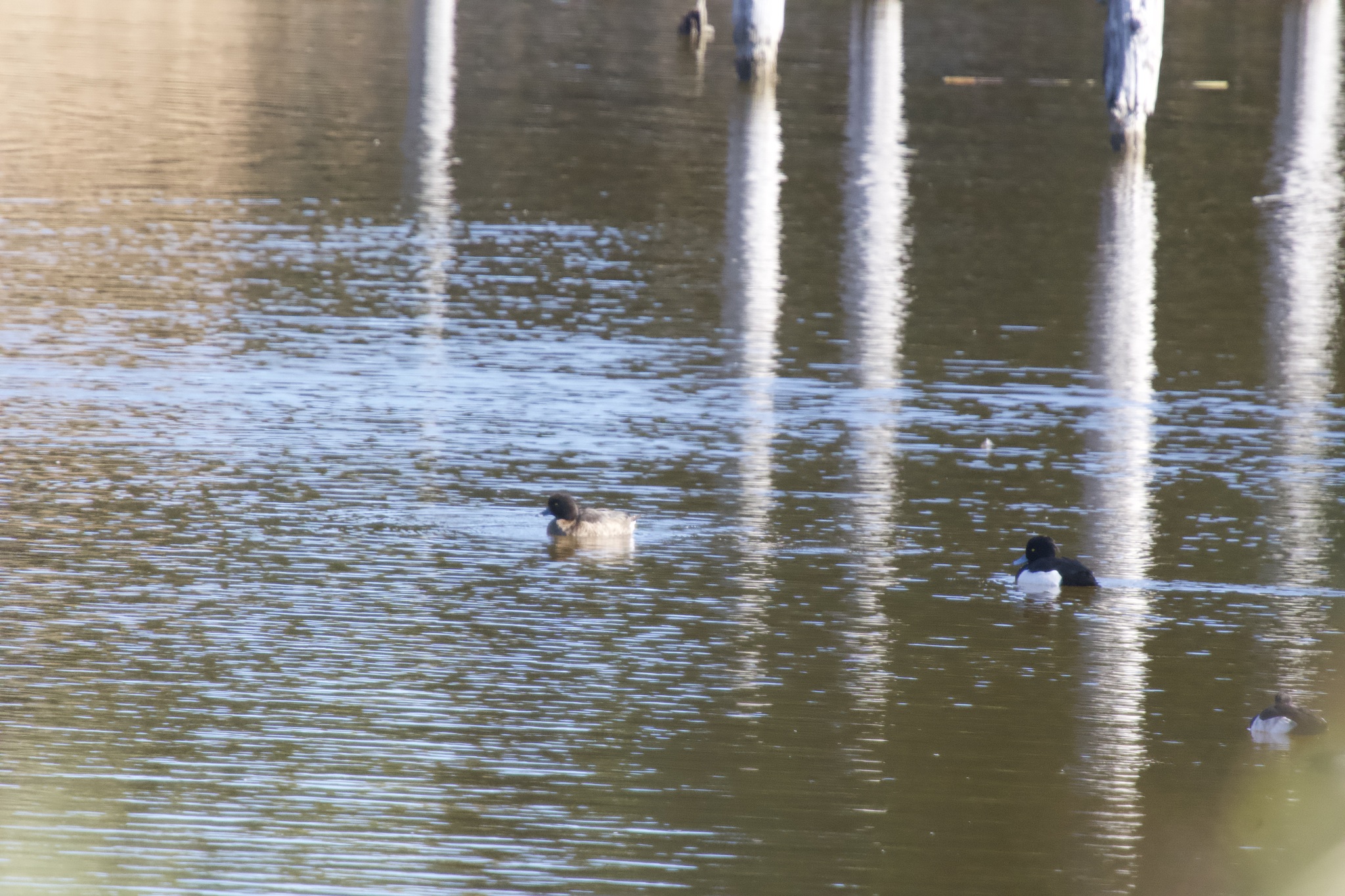 Tufted Duck (Aythya fuligula), photo 4