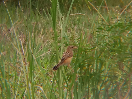 Cisticola juncidis