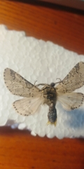 Furcula aeruginosa