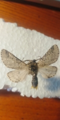 Furcula aeruginosa