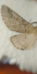 Furcula aeruginosa