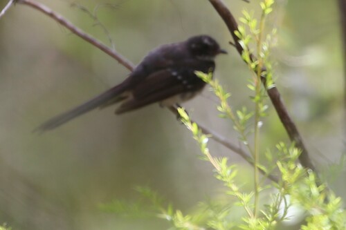 Grey Fantail (Rhipidura albiscapa)