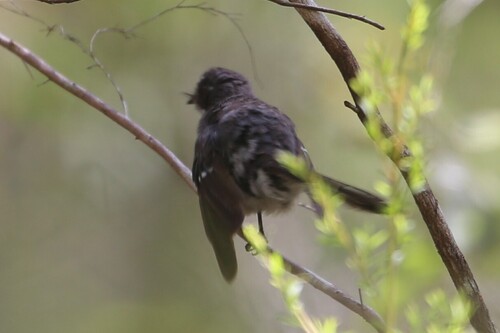 Grey Fantail (Rhipidura albiscapa), photo 2
