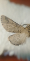 Furcula aeruginosa