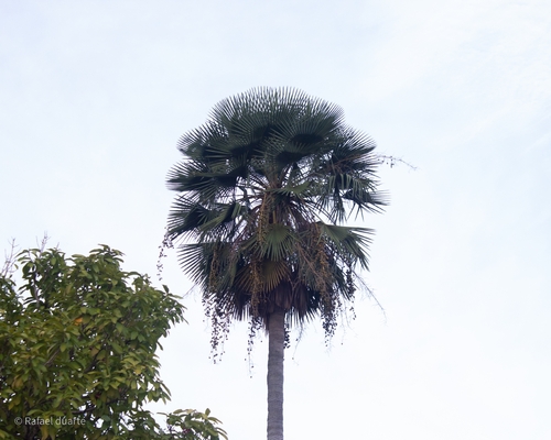 Carnauba Wax Palm (Copernicia prunifera)