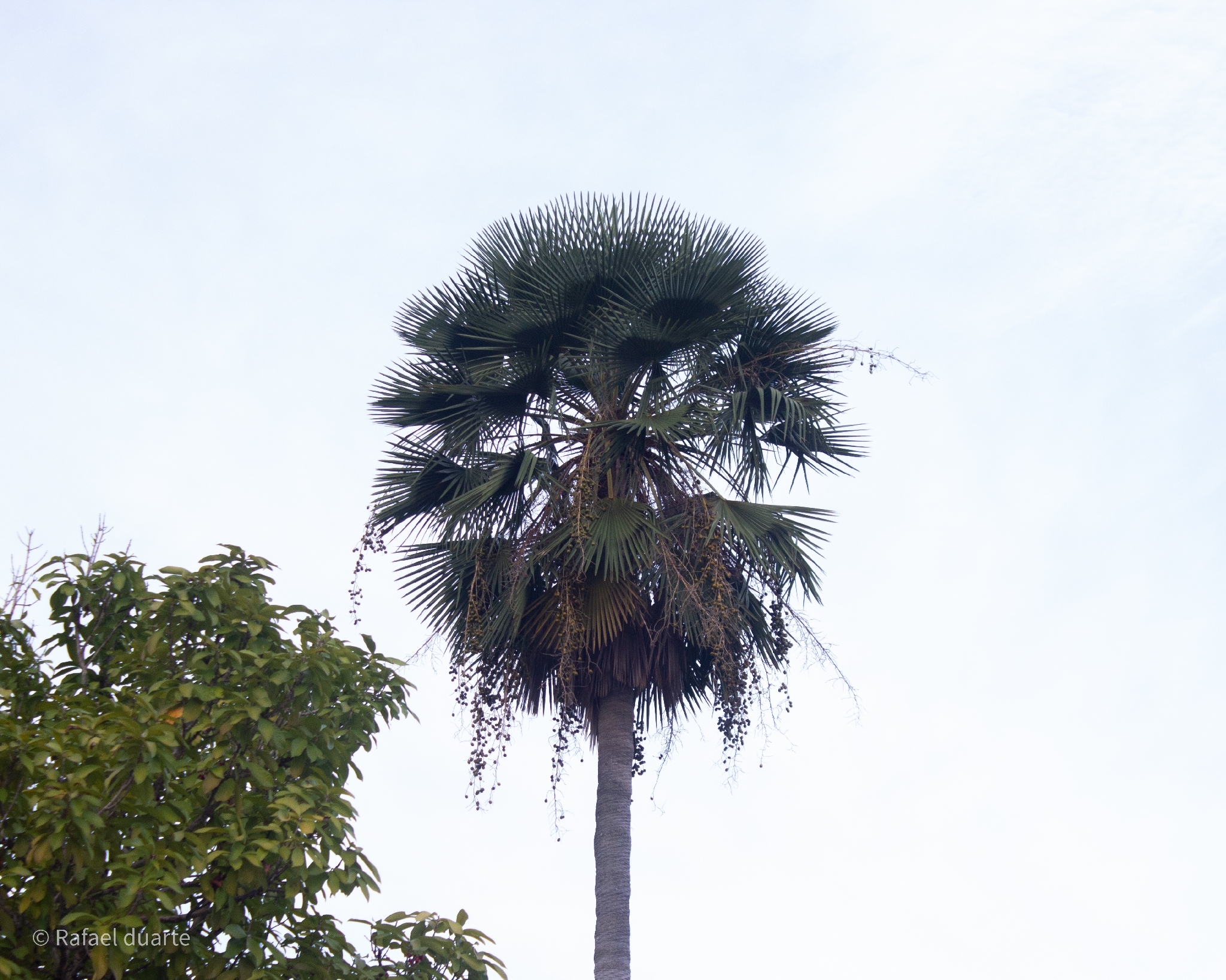 Copernicia prunifera