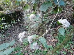 Ageratina eleazarii