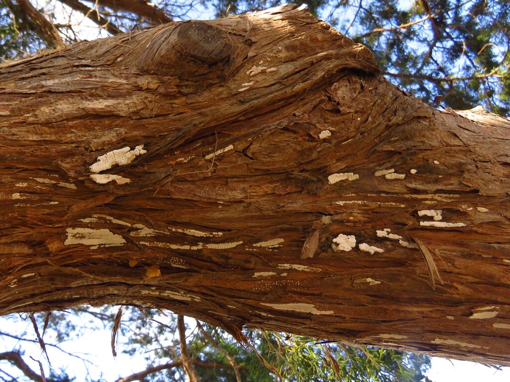 Dendrothele nivosa · November 2025 · photo: © annikaml (iNaturalist, cc-by)