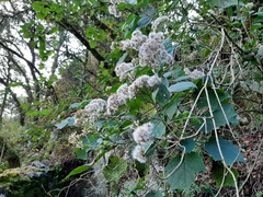 Ageratina eleazarii