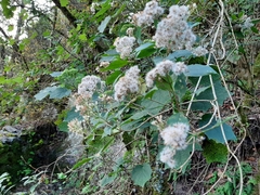Ageratina eleazarii