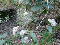 Ageratina eleazarii