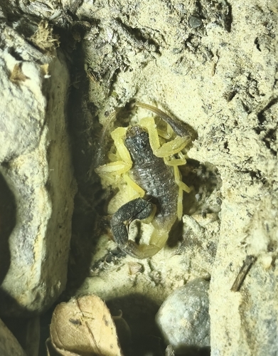 Black-tailed Alligatorback Scorpion