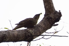 Edolisoma tenuirostre