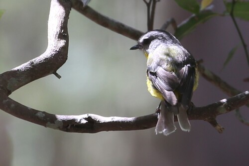 Eastern Yellow Robin (Eopsaltria australis), photo 3