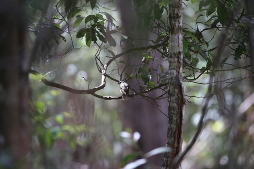 Eastern Yellow Robin (Eopsaltria australis), photo 4