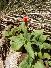 Erythranthe verbenacea