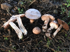 Agaricus brunneofibrillosus