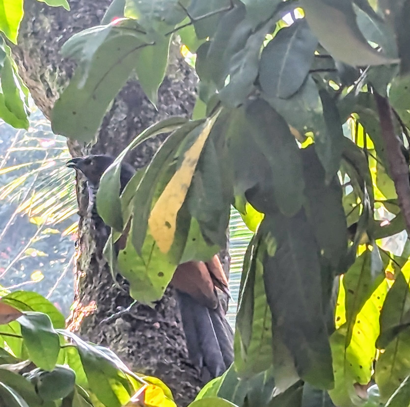 Greater Coucal (Centropus sinensis), photo 2