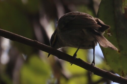 Yellow-faced Honeyeater (Caligavis chrysops), photo 10