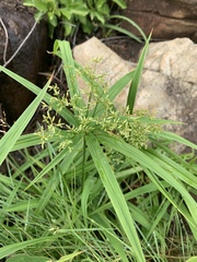 Cyperus leptocladus image