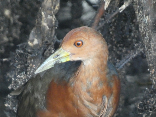 Rufous-necked Wood Rail (Aramides axillaris)