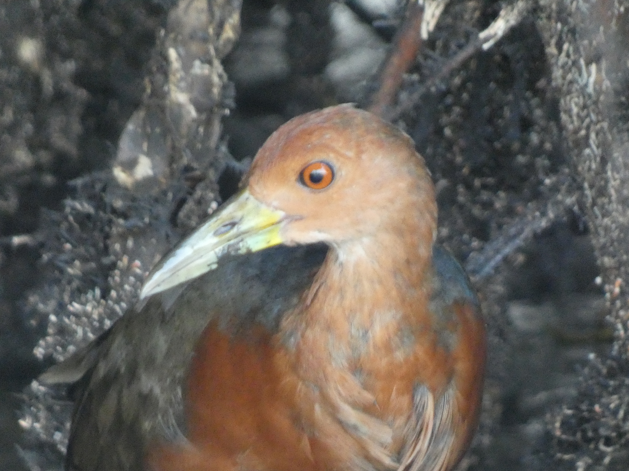 Rufous-necked Wood Rail (Aramides axillaris), photo 1