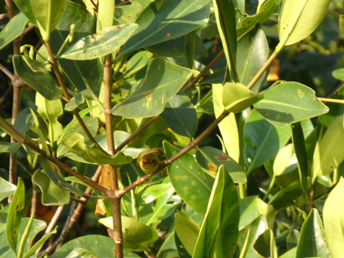 Mangrove Warbler (Setophaga petechia), photo 1