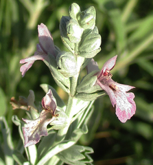 Stachys spathulata image