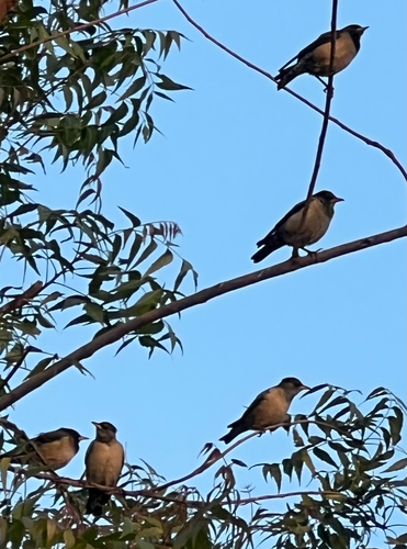 Rosy Starling (Pastor roseus), photo 1