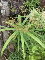 Cyperus leptocladus image