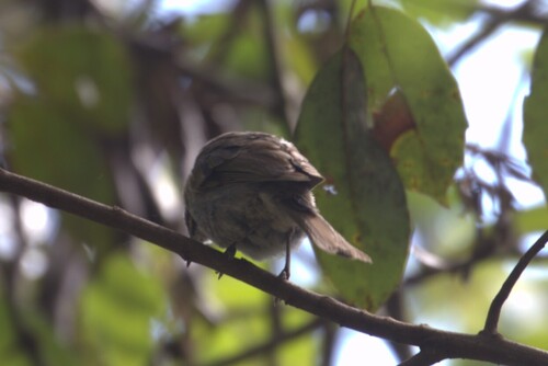 Yellow-faced Honeyeater (Caligavis chrysops), photo 8