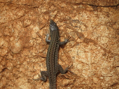 Podarcis melisellensis