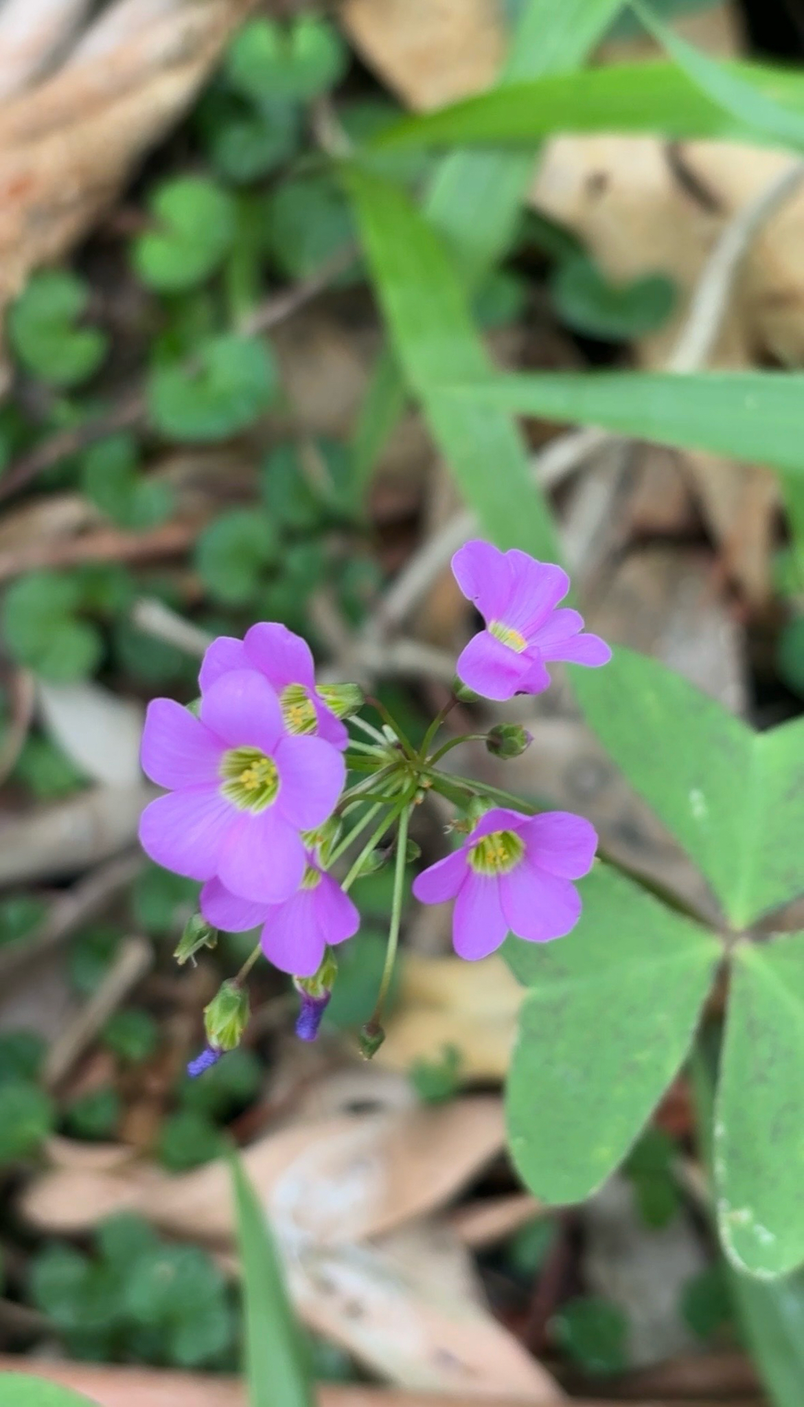 Garden pink-sorrel